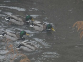 2022年2月10日(木) 自宅の野鳥観察記録