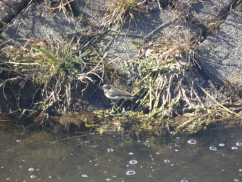 2022年2月11日(金) 自宅の野鳥観察記録