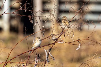 Common Reed Bunting 糸島市 Sun, 2/27/2022