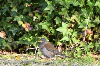 2022年3月23日(水) 宝梅の野鳥観察記録