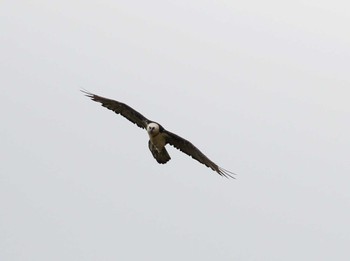 Bearded Vulture モンゴル Sun, 6/18/2017