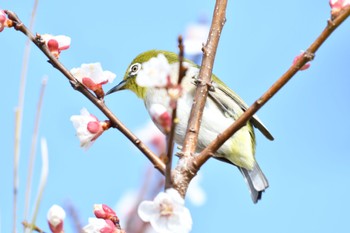 メジロ 東京都立桜ヶ丘公園(聖蹟桜ヶ丘) 2022年3月20日(日)