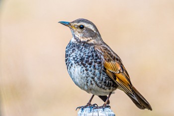 Dusky Thrush 石ケ谷公園 Fri, 2/4/2022