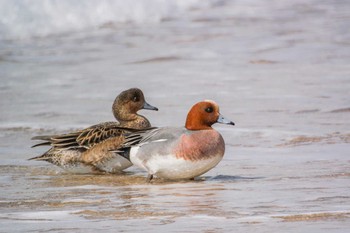 Eurasian Wigeon 兵庫県明石市 Fri, 2/19/2016