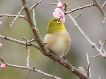 メジロ 山口県 2022年2月26日(土)