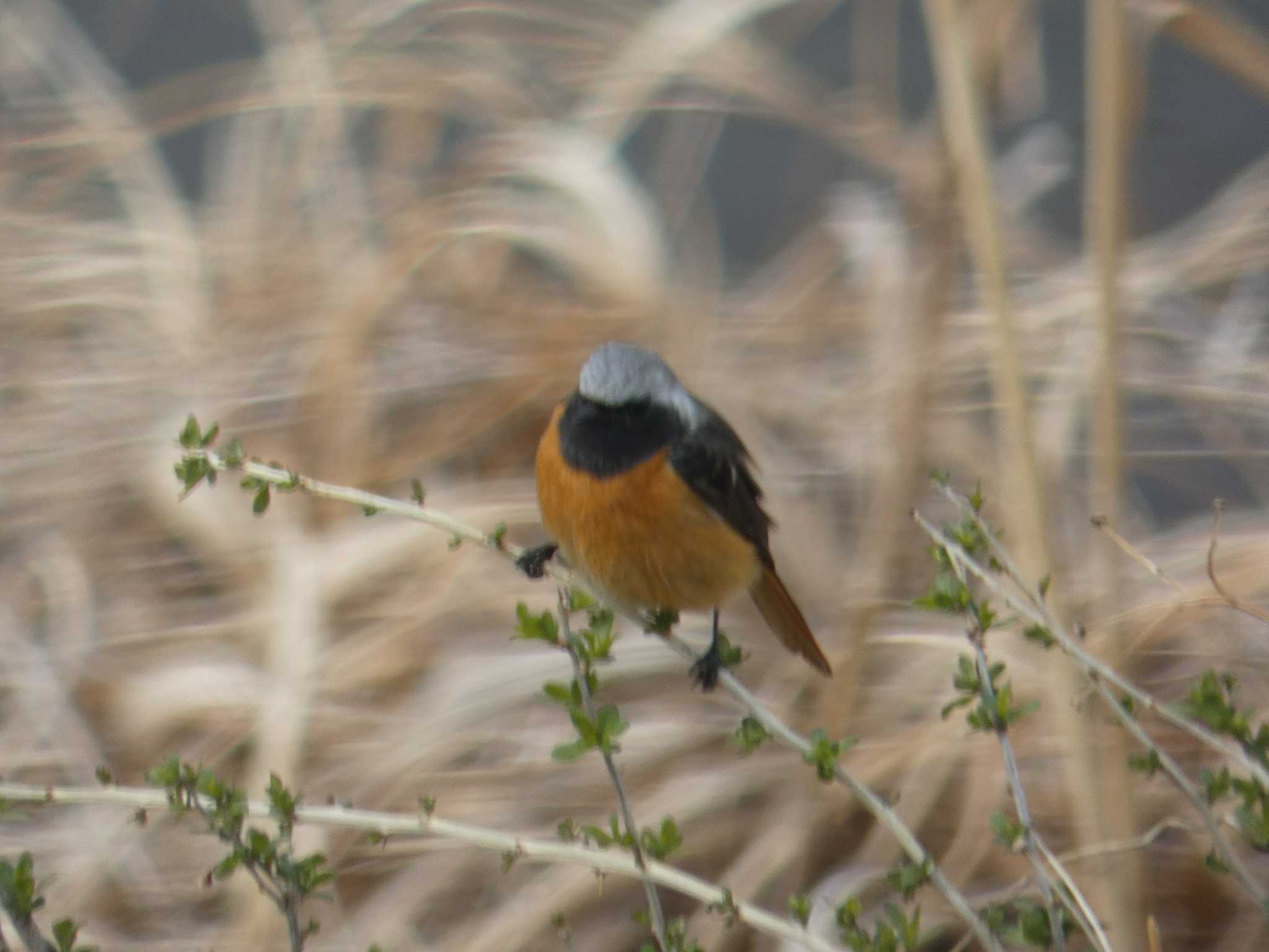 自宅 ジョウビタキの写真 by たいちーー