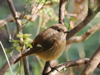 2022年3月23日(水) 泉の森公園の野鳥観察記録