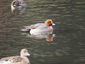 ヒドリガモ 泉の森公園 2022年3月23日(水)