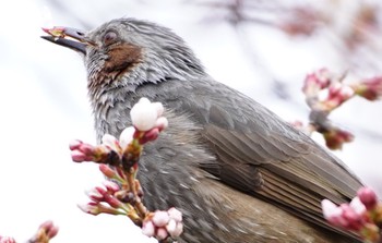 2022年3月23日(水) 巽東緑地の野鳥観察記録