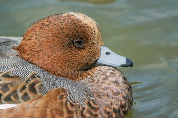 Eurasian Wigeon Akashi Park Mon, 10/23/2017