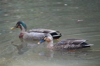 マルガモ 小山田緑地公園 2022年3月17日(木)