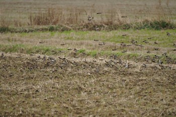 2022年3月23日(水) 潟ノ内(島根県松江市)の野鳥観察記録