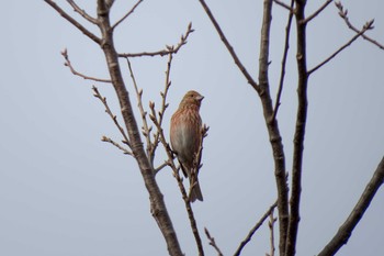 Pallas's Rosefinch Kobe Forest Botanic Garden Sun, 1/13/2013