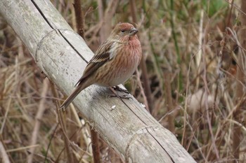 Pallas's Rosefinch Kobe Forest Botanic Garden Sun, 1/13/2013