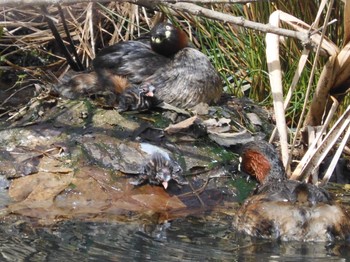 Little Grebe Machida Yakushiike Park Wed, 3/23/2022