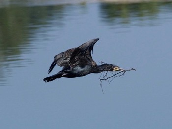 Great Cormorant 奈良市水上池 Fri, 10/27/2017