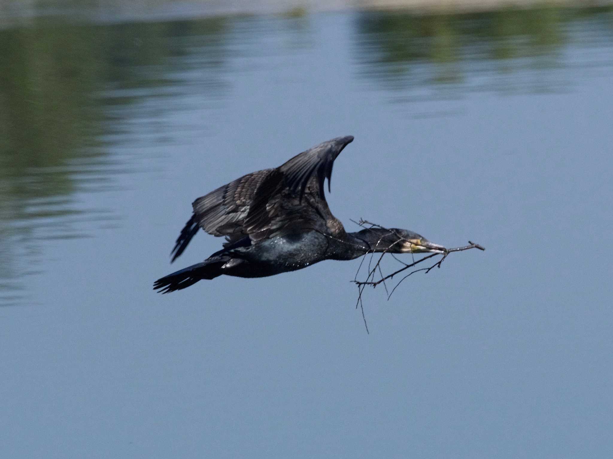 Photo of Great Cormorant at 奈良市水上池