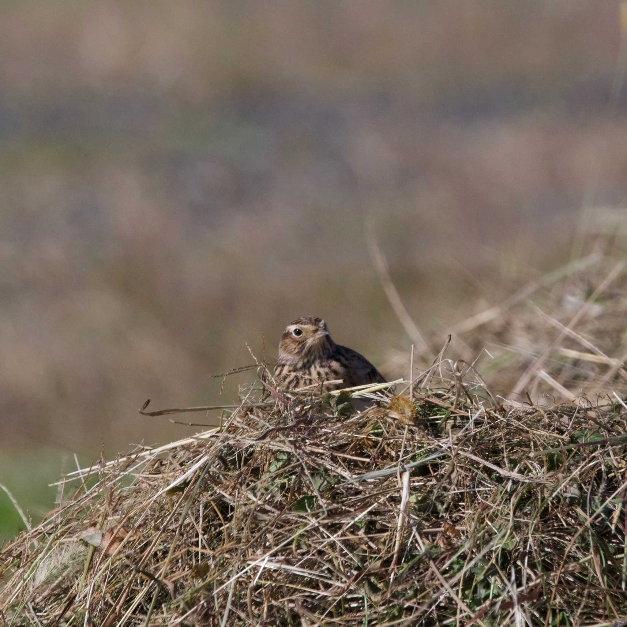 Photo of Eurasian Skylark at 平城宮跡