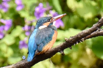 Common Kingfisher 練馬区 Wed, 3/23/2022