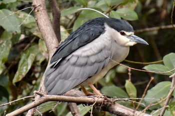 Black-crowned Night Heron 練馬区 Wed, 3/23/2022