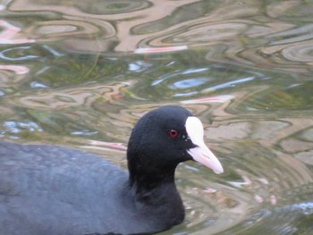 2022年3月23日(水) 西宮 御前浜公園 夙川公園の野鳥観察記録