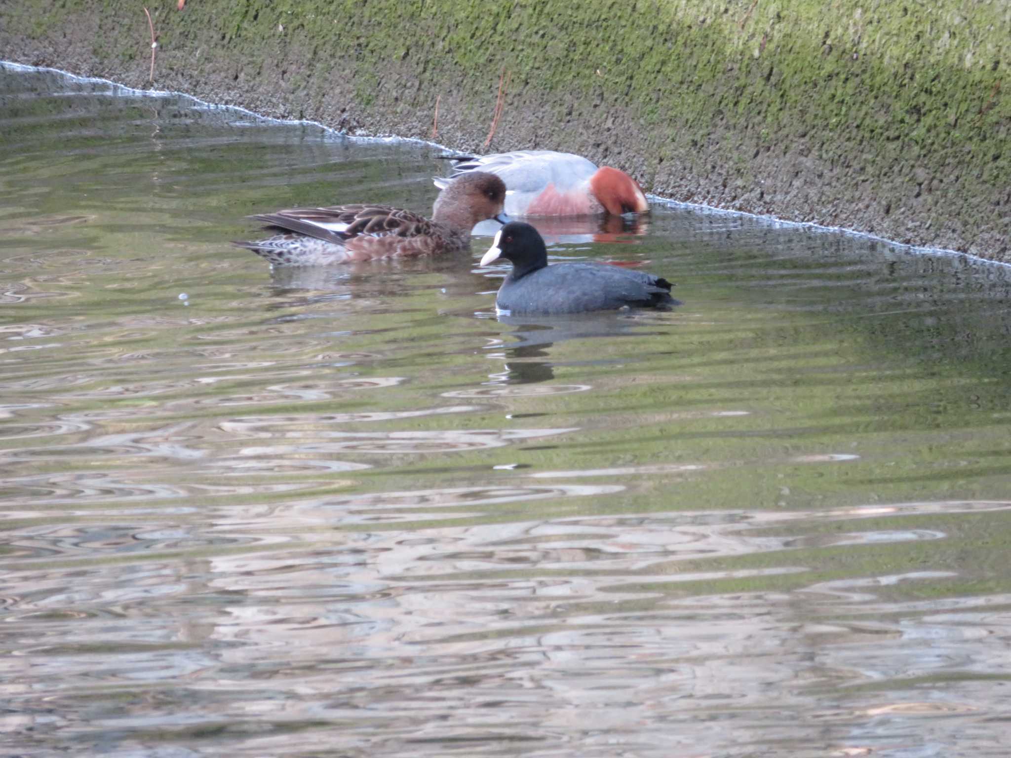 西宮 御前浜公園 夙川公園 ヒドリガモの写真 by Tsubasa Abu