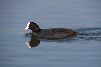 Eurasian Coot Oizumi Ryokuchi Park Sun, 12/1/2013