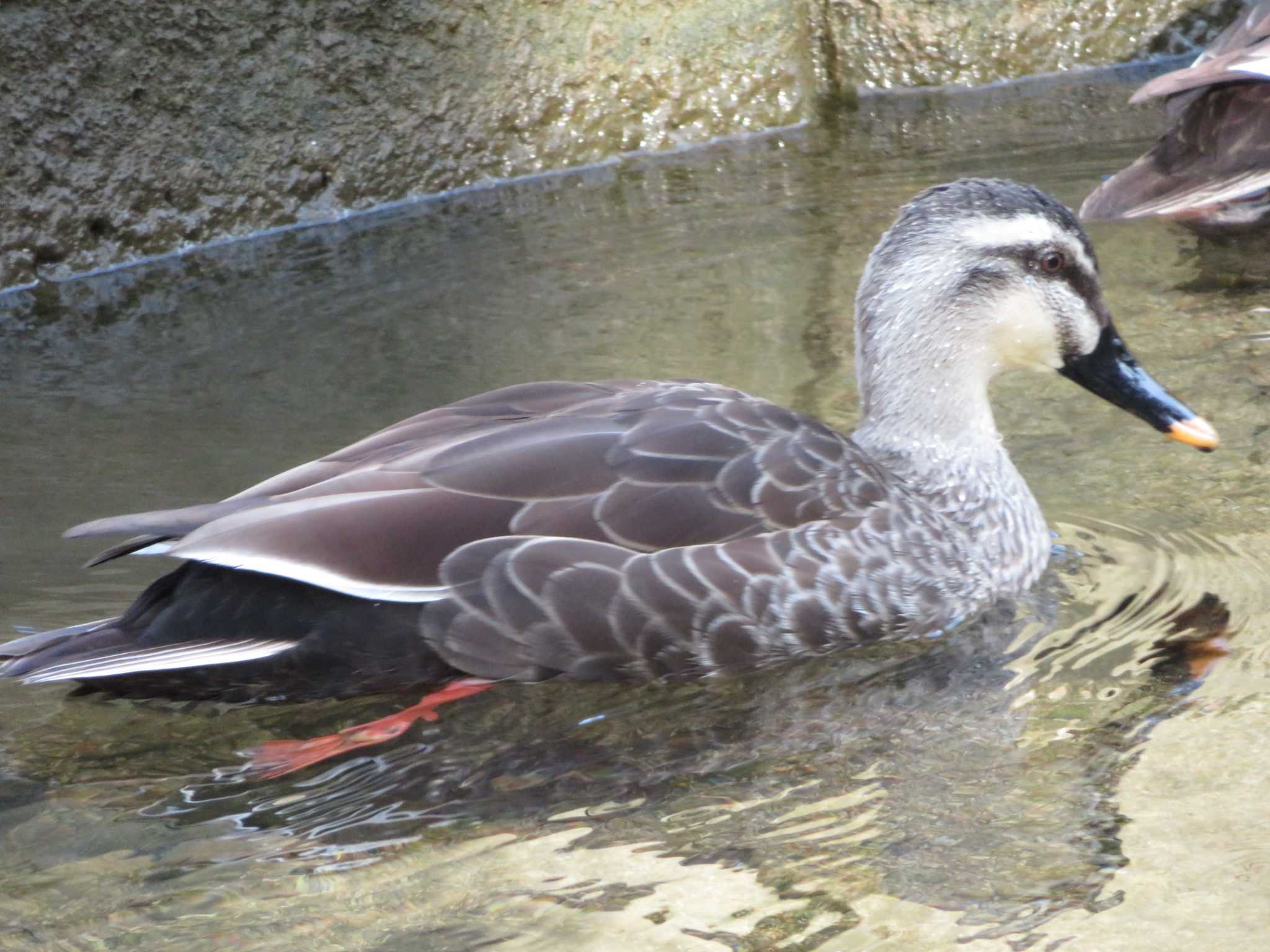 西宮 御前浜公園 夙川公園 カルガモの写真