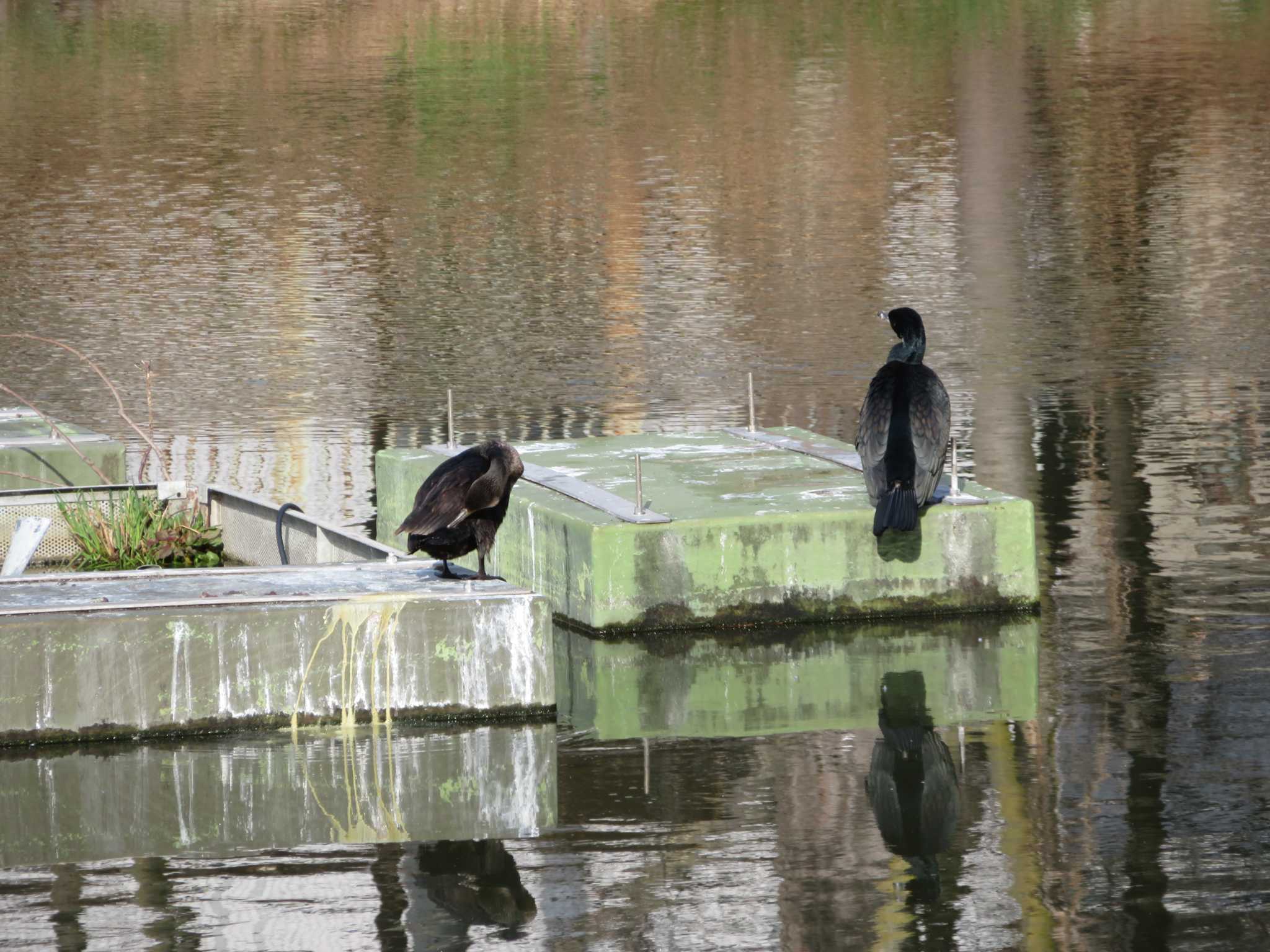 西宮 御前浜公園 夙川公園 カワウの写真