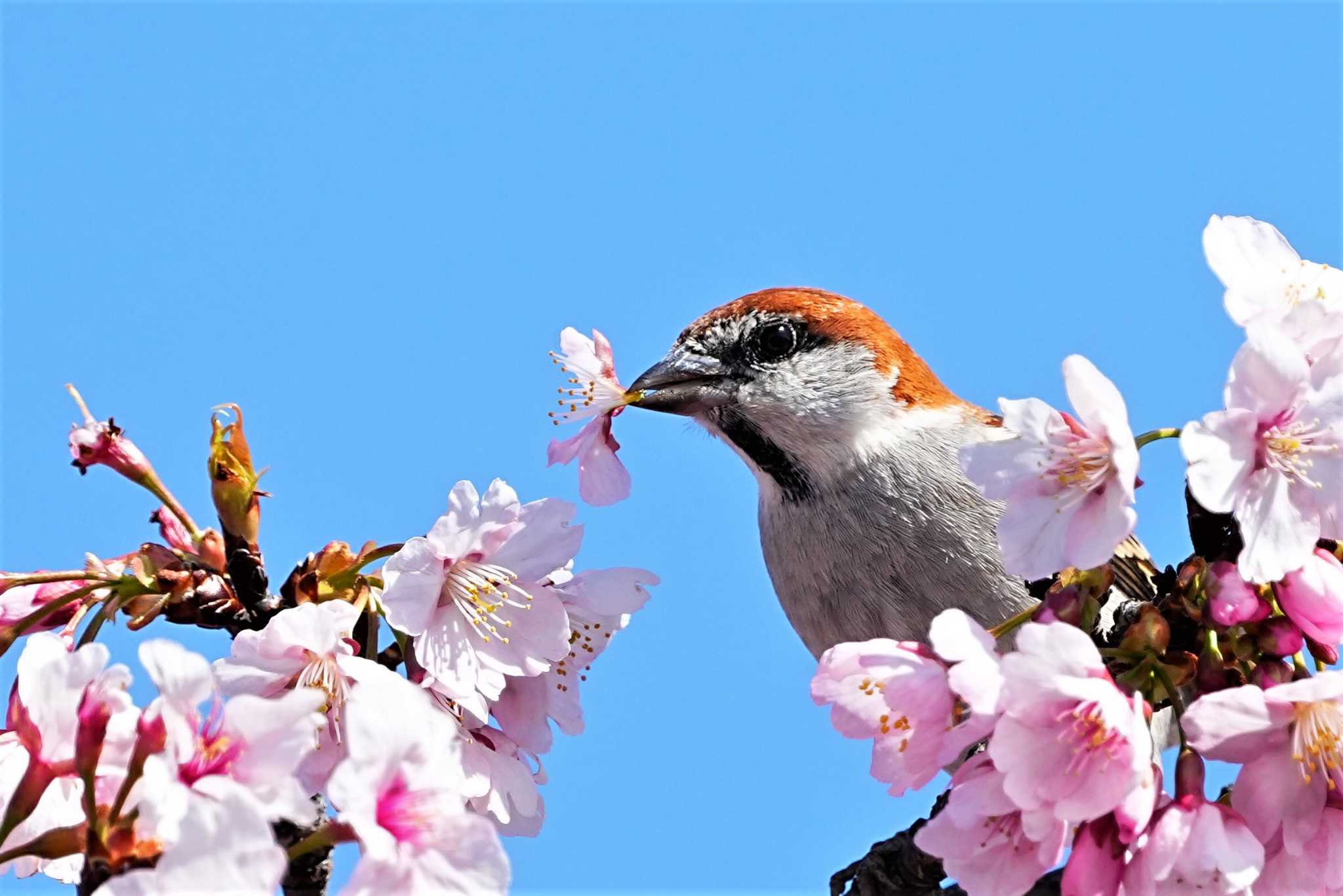 ２０００/１枚にありました…