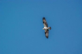 Osprey 兵庫県明石市 Fri, 1/1/2016