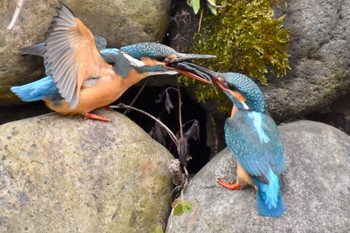 Common Kingfisher 練馬区 Wed, 3/23/2022