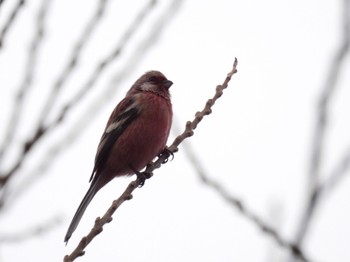 2022年3月21日(月) 広島県の野鳥観察記録