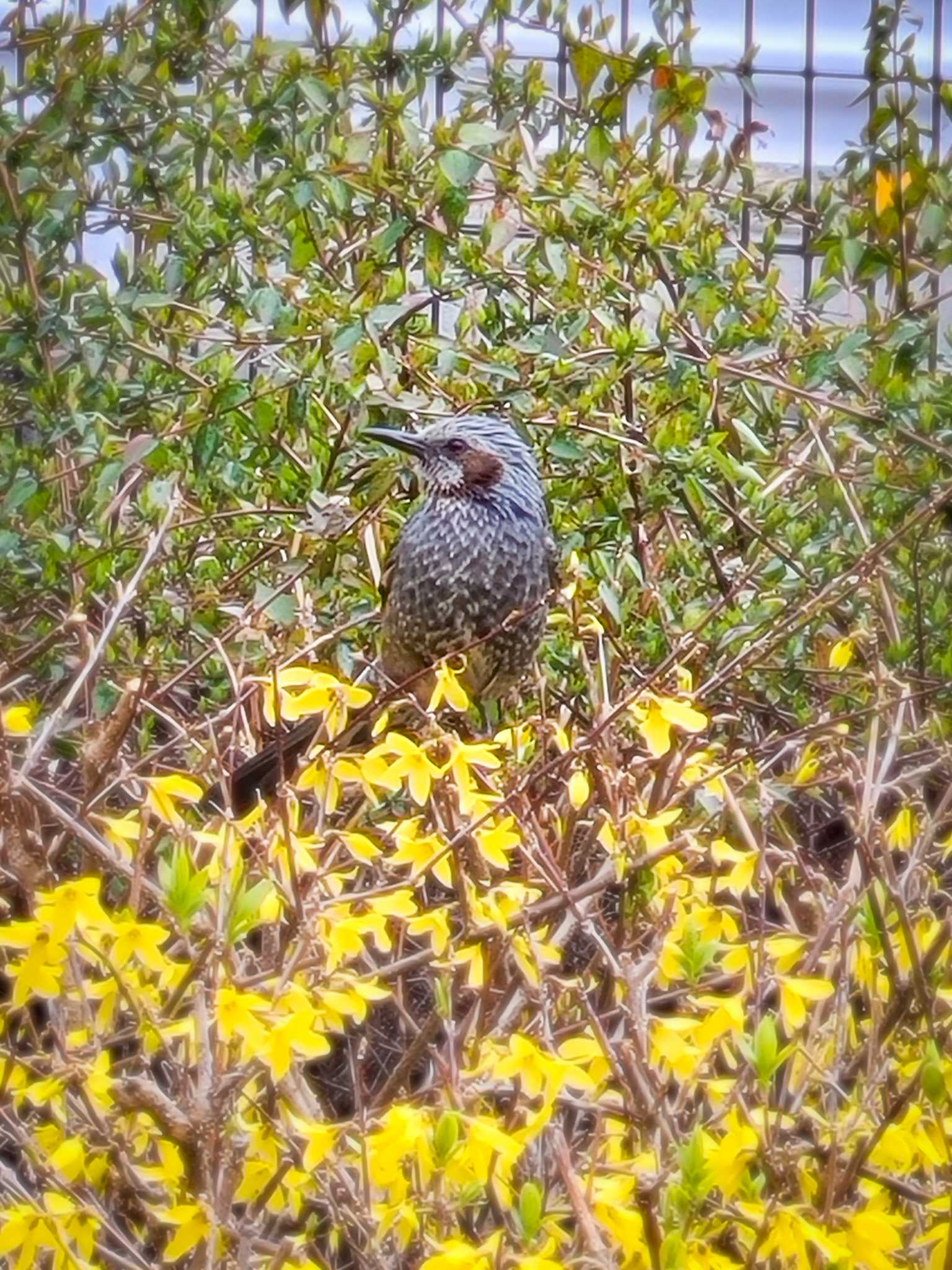 花を食いちぎるヒヨドリ