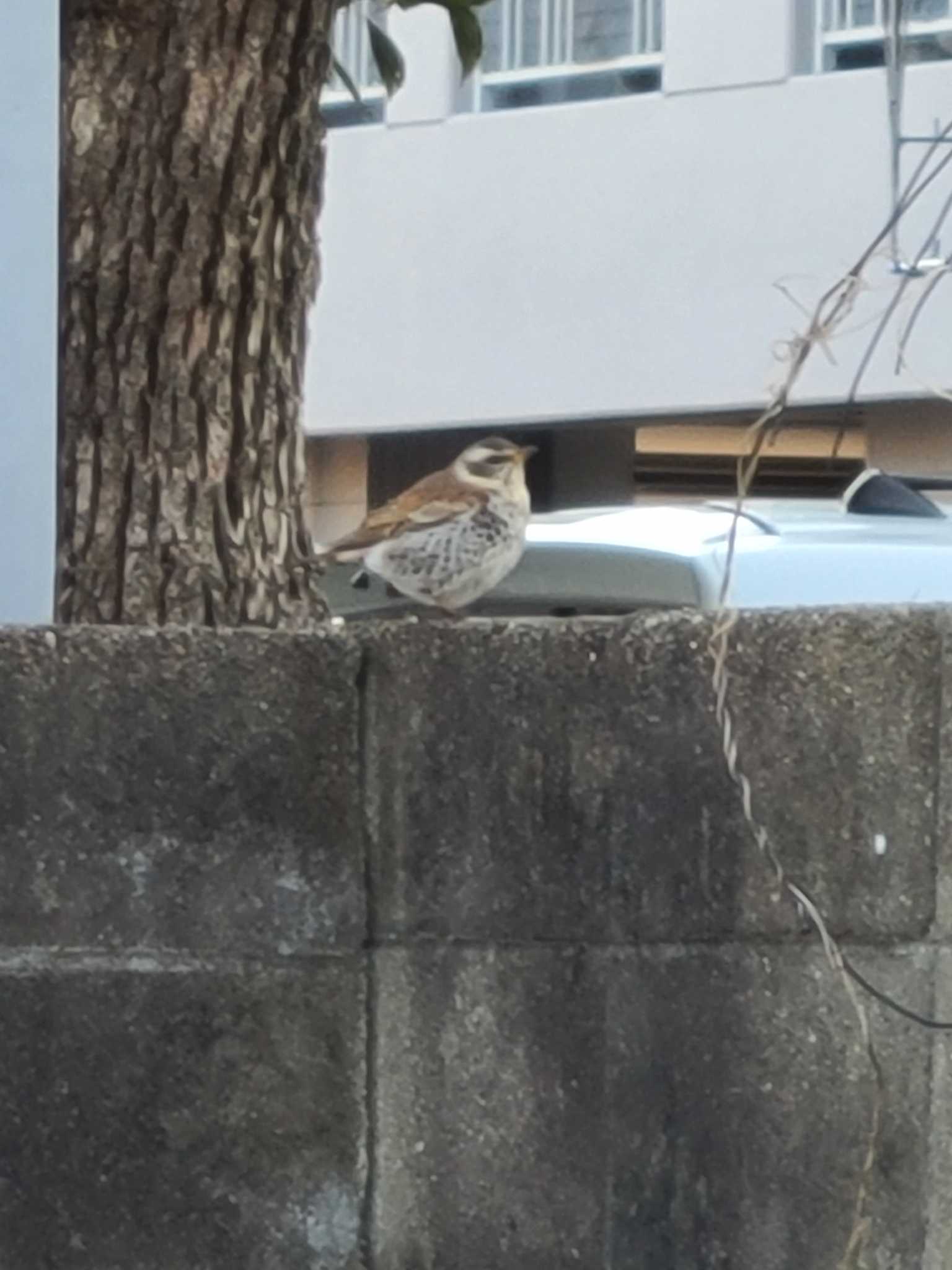 スズメと見間違うとこだったツグミ