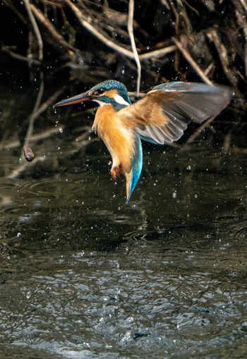 Common Kingfisher 京都市 Thu, 3/24/2022