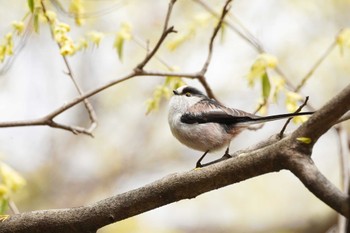 エナガ 小石川植物園 2022年3月23日(水)