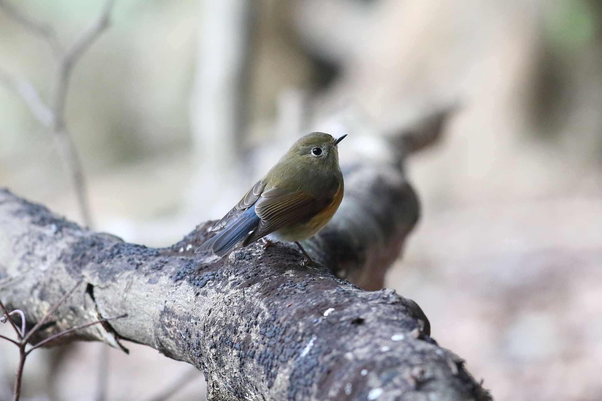 明石公園のルリビタキ