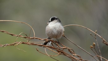 Long-tailed Tit Arima Fuji Park Mon, 3/21/2022