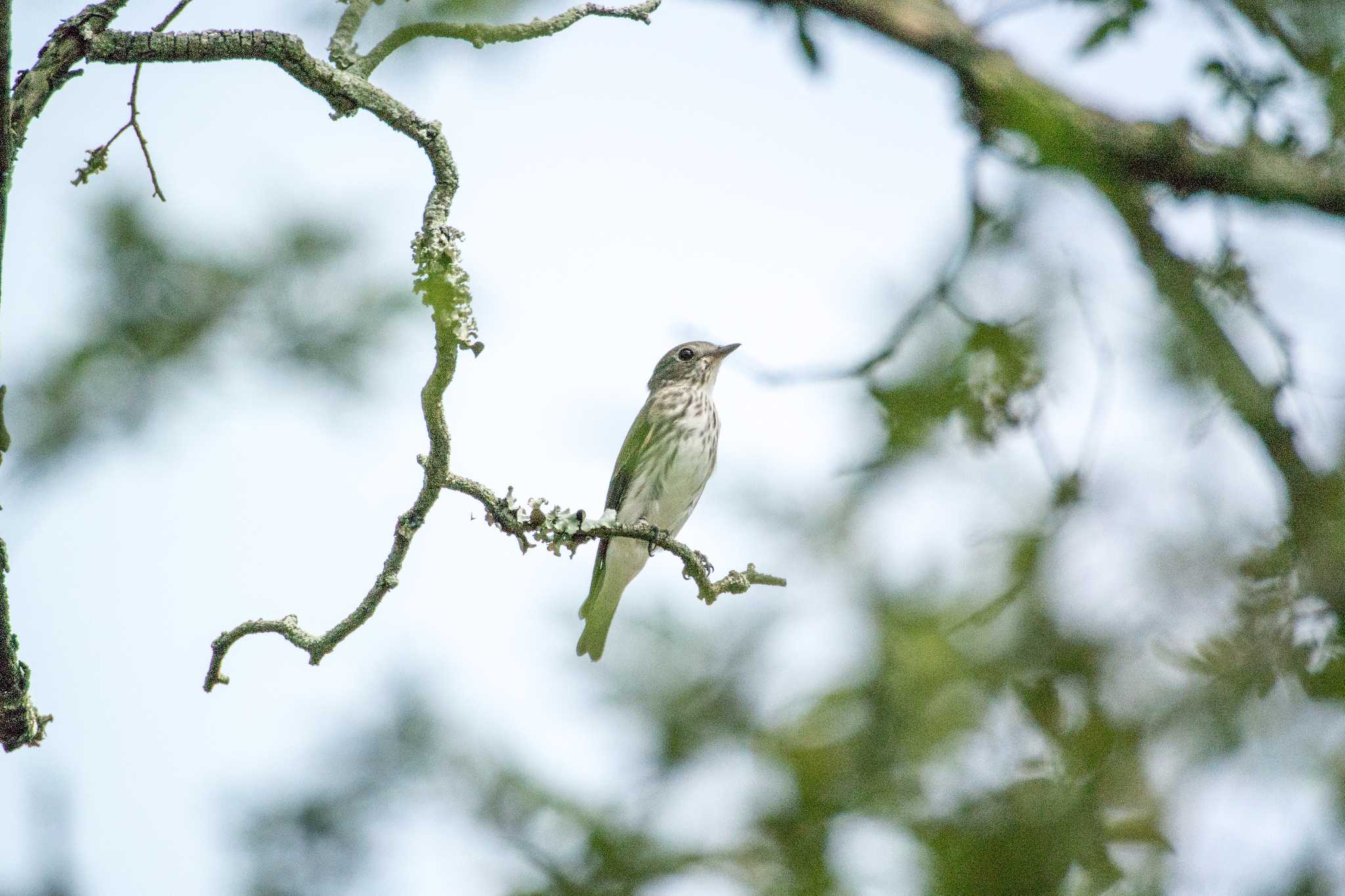 Photo of Grey-streaked Flycatcher at Akashi Park by ときのたまお