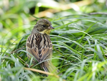 アオジ 秋ヶ瀬公園(ピクニックの森) 2022年3月23日(水)