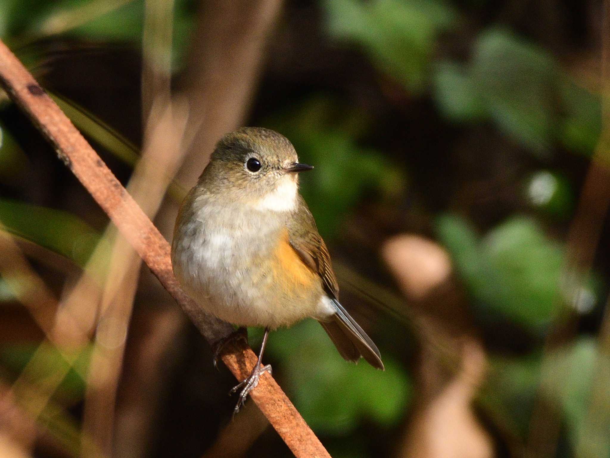 秋ヶ瀬公園 ルリビタキの写真