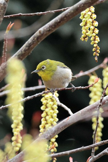 Warbling White-eye 町田市 Wed, 3/23/2022