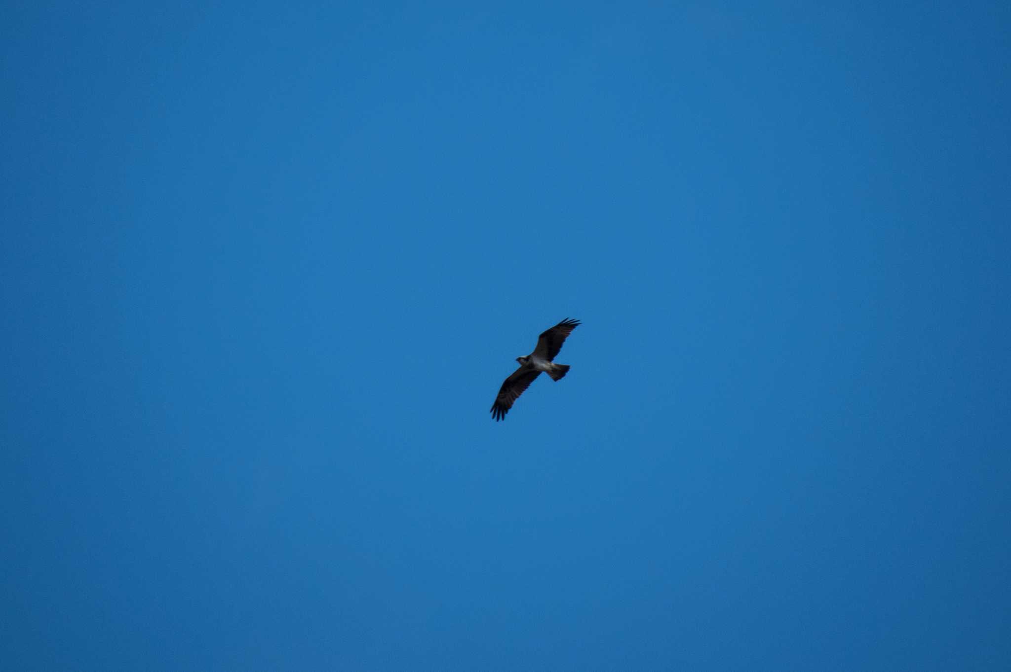 Photo of Grey-faced Buzzard at Mikiyama Forest Park