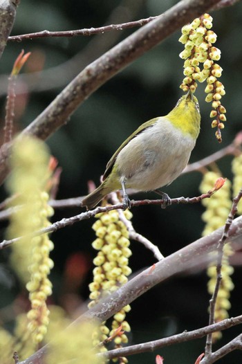 Warbling White-eye 町田市 Wed, 3/23/2022