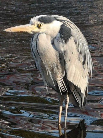 Grey Heron 平塚 Sun, 2/27/2022