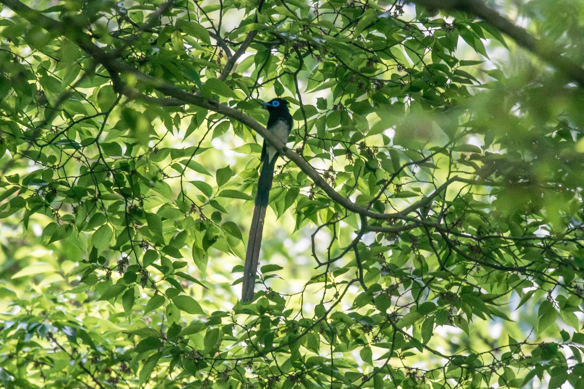 Photo of Black Paradise Flycatcher at Akashi Park