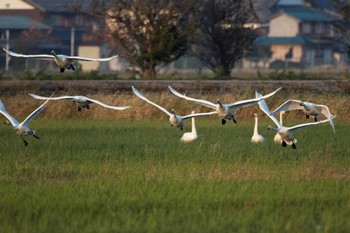 コハクチョウ 滋賀県 湖北 2017年10月26日(木)