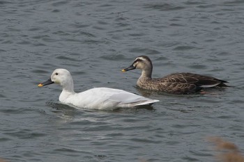 カルガモ 相模川 2022年3月23日(水)