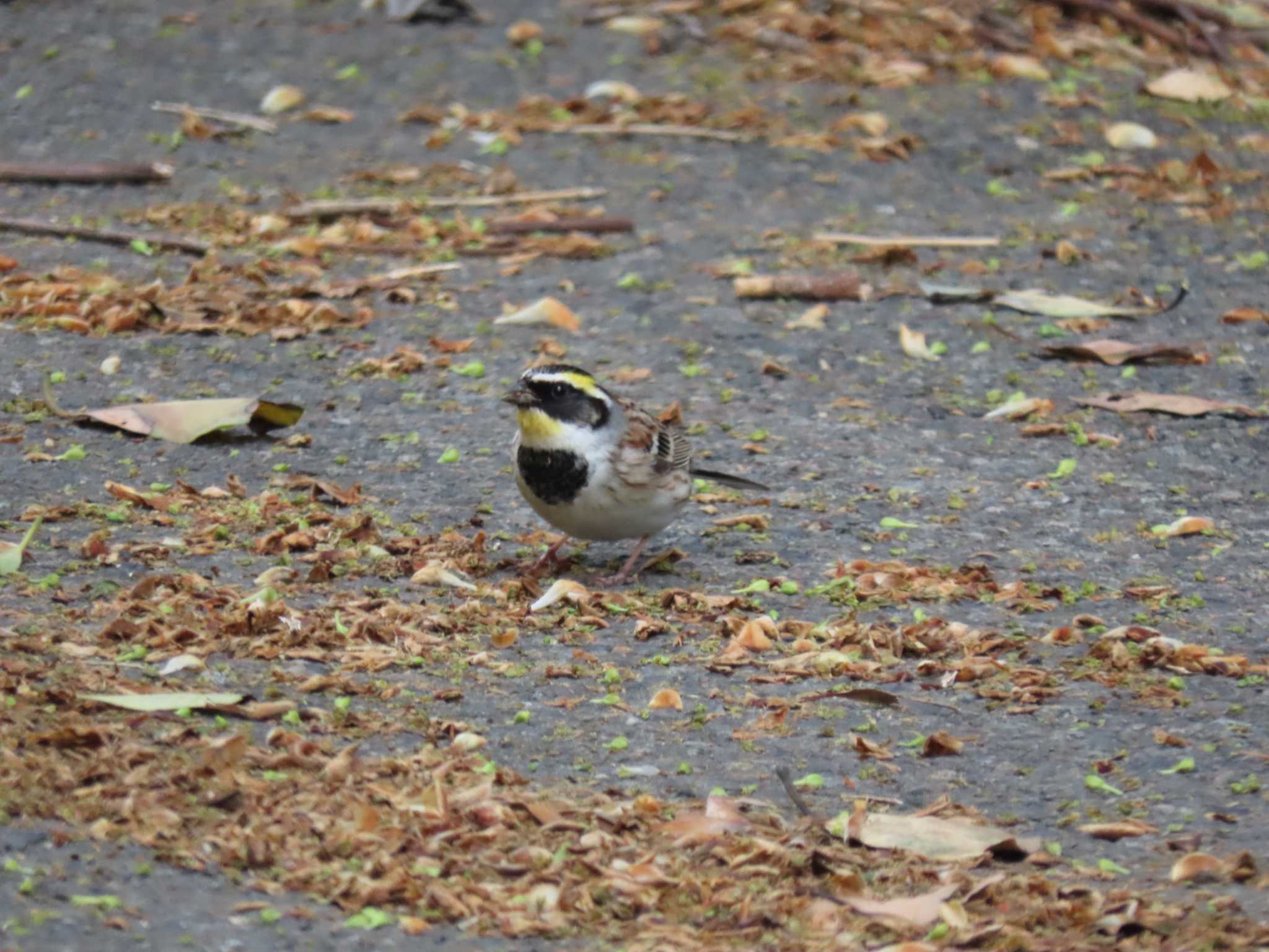 Yellow-throated Bunting